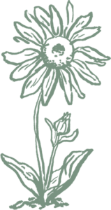illustration of an arnica plant