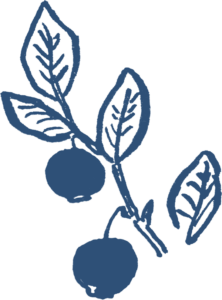 illustration of a huckleberry plant